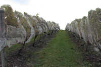 System siatek ochronnych dla ptaków Vineyard Fruit Zone