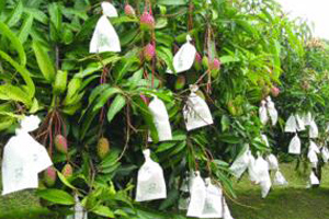 mango rosnące na drzewie.jpg