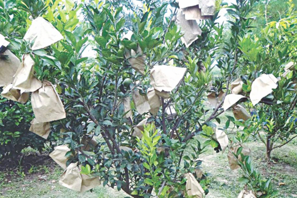 Pomarańcze Ochrona Papierowa Torba.jpg