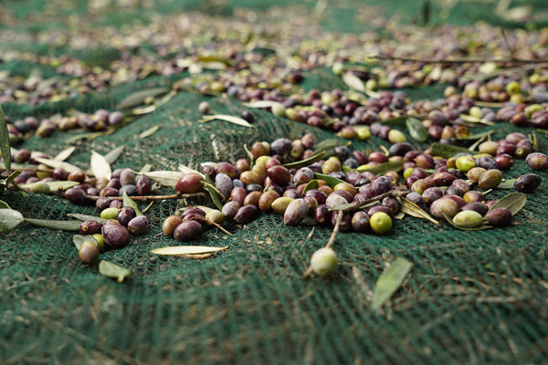 Olive Net Mono Filament dla Italy.jpg