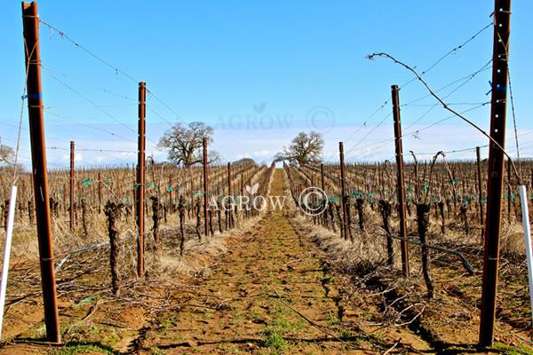 Pionowy system pozycjonowania strzałów (VSP) Trellis