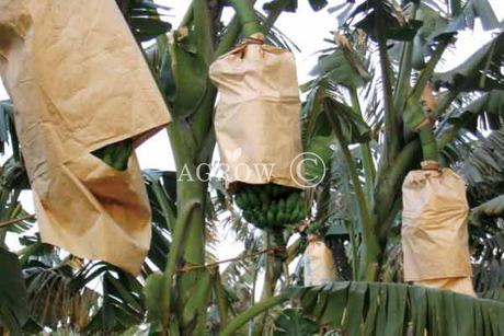 Bananowe torby uprawowe