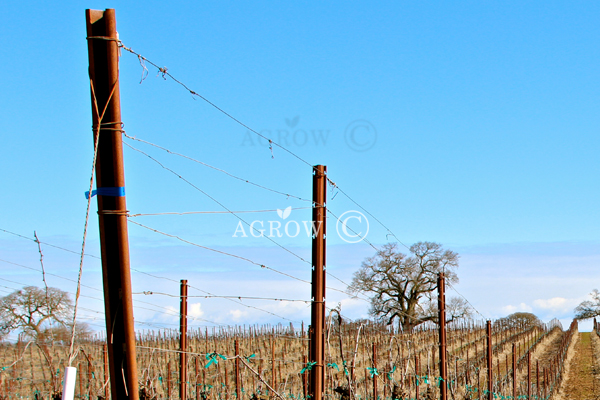 Pionowy system pozycjonowania strzałów (VSP) Trellis