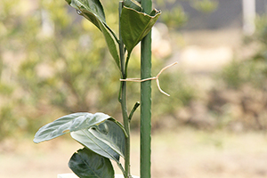 Winogrono Wiązanie Liny