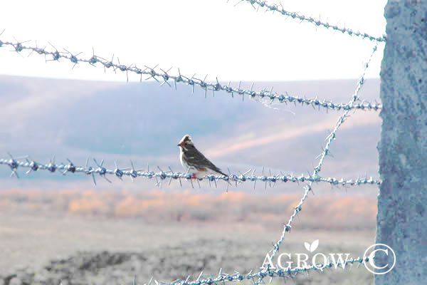 Ogrodzenie z drutu kolczastego