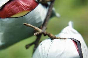 jabłko w workach.jpg