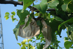 gruszka rosnąca w sadzie.jpg