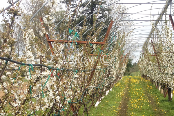 Orchard Trellis Stake