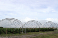 Multi-Bay Poly Tunnel Hoop House