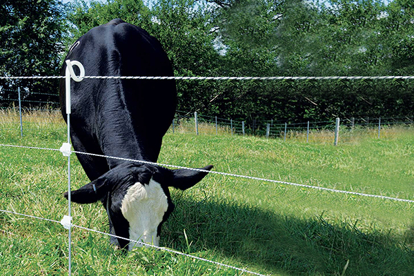 bydlę warkocz ogrodzenia post.jpg