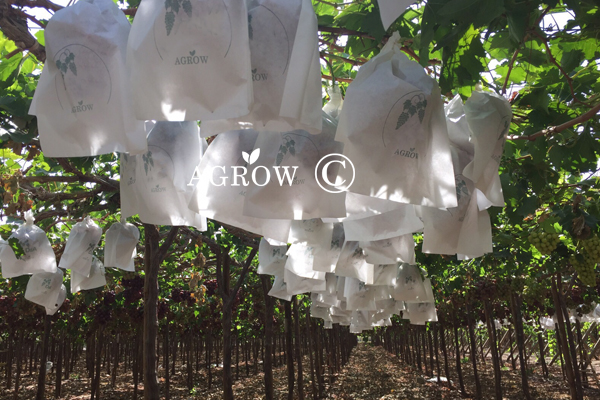 Winogrono Wiązanie Liny